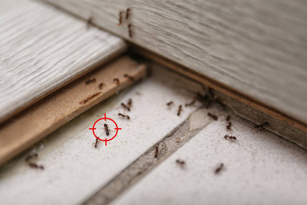 Best Cockroach Control Services  in Jefferson, NC