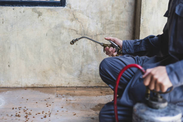 Best Rat Extermination Near Me  in Jefferson, NC